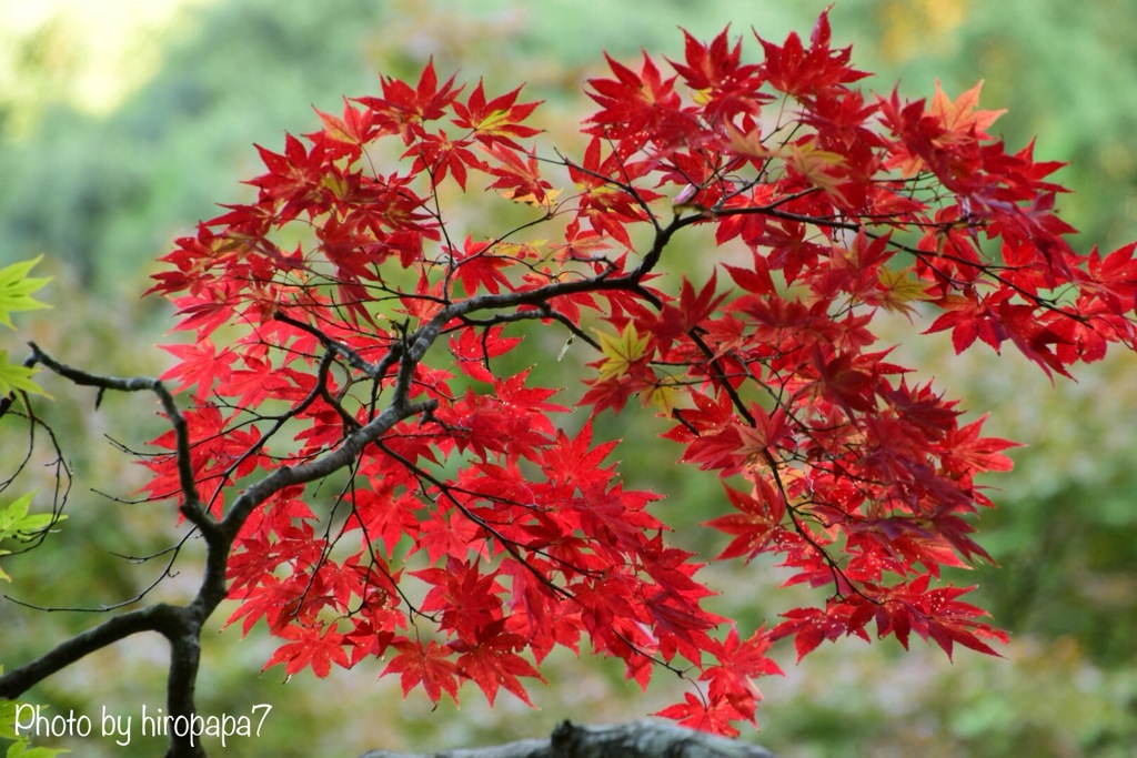 紅く