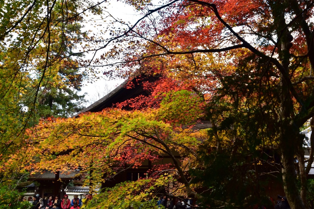 紅葉を眺めて