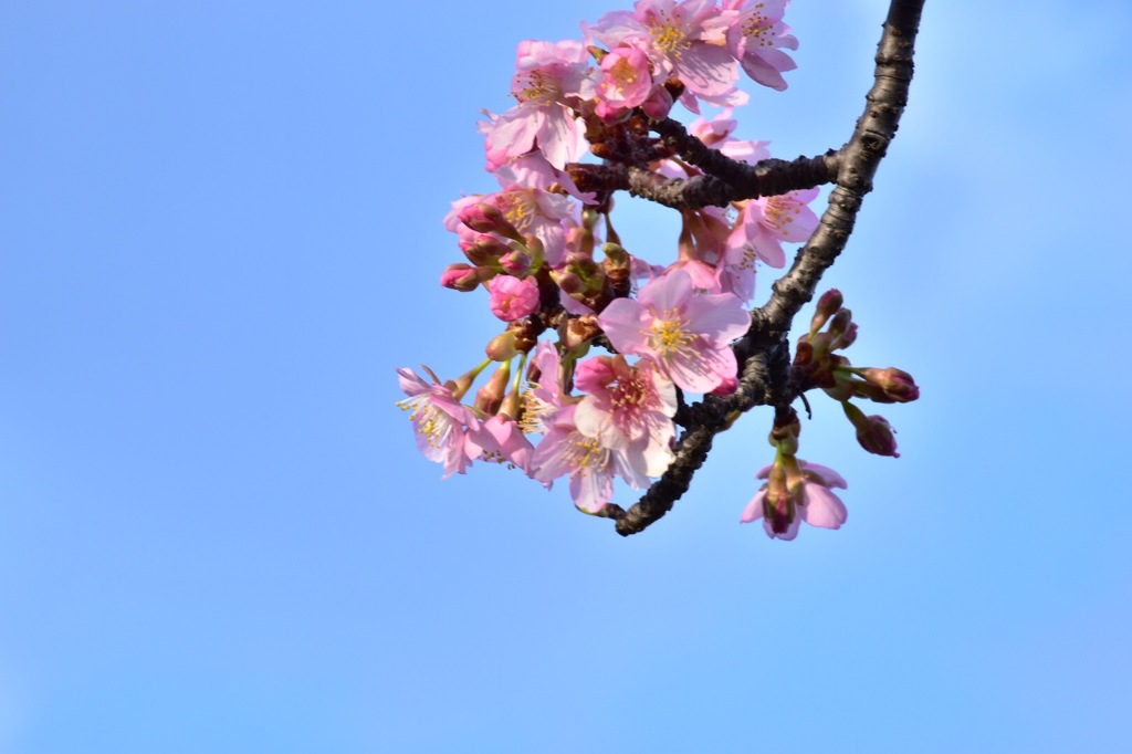 河津桜