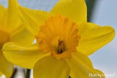 Spring color is yellow