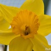 Spring color is yellow