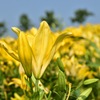 Lily garden ④