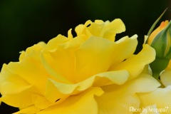 Yellow Rose