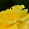 Yellow Rose
