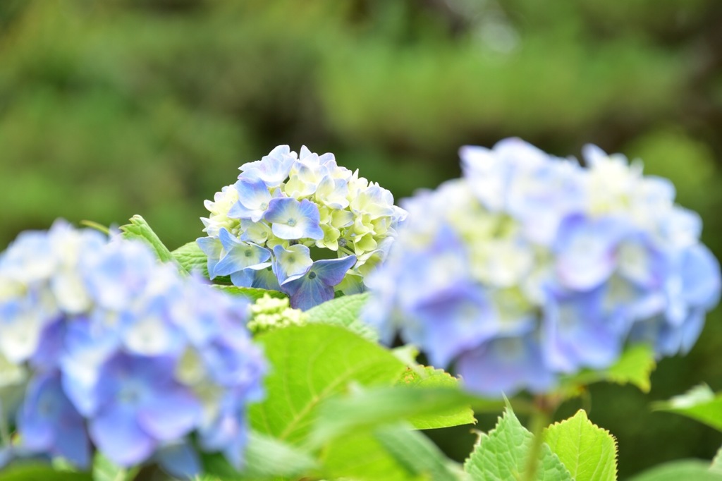 紫陽花①