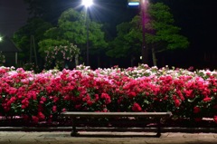 Hamadera Park Rose Garden①