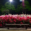 Hamadera Park Rose Garden①