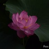 輝き