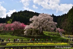 又兵衛桜①