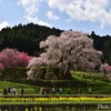 又兵衛桜①
