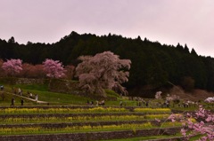 又兵衛桜①