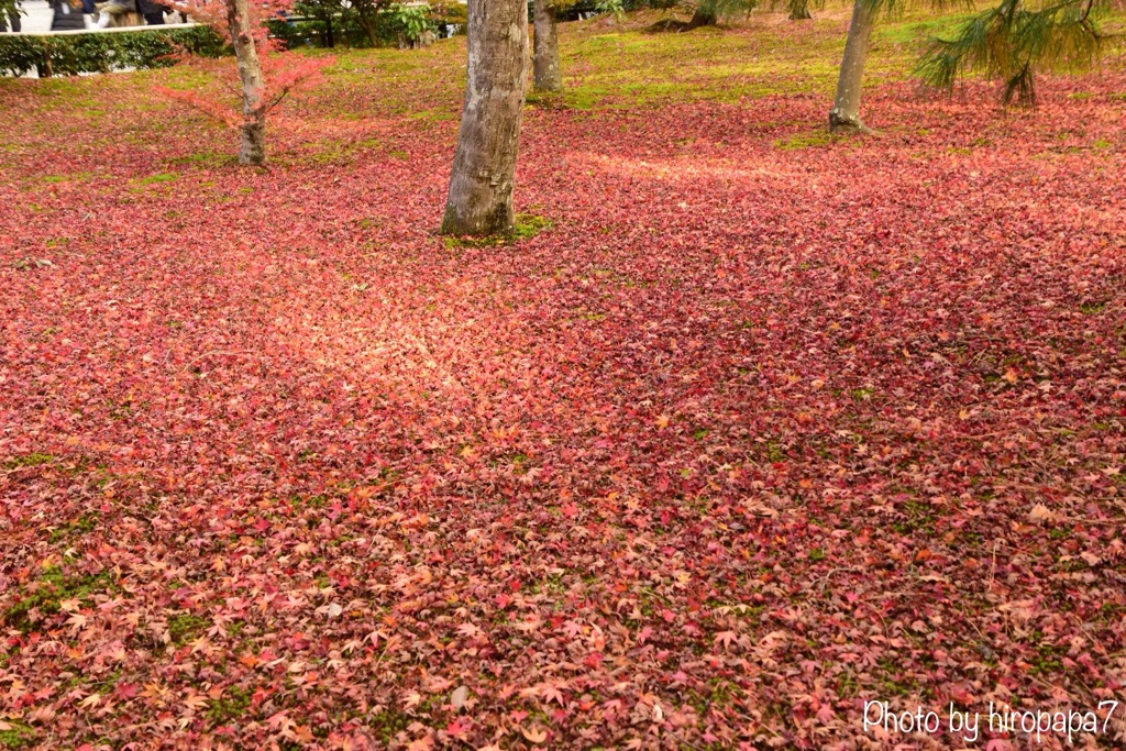紅き絨毯