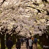 桜のトンネル