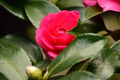Flower④