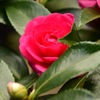 Flower④