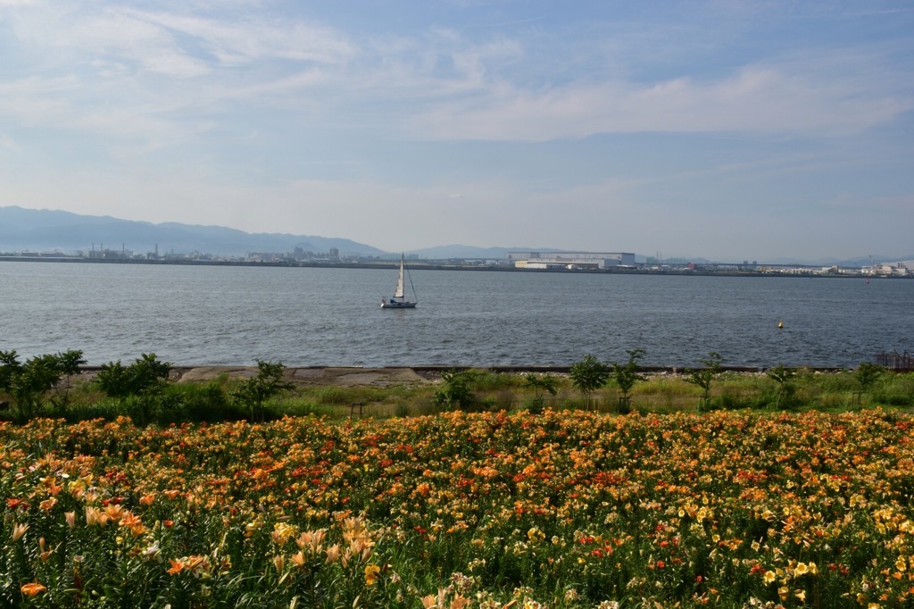 Lily garden ④
