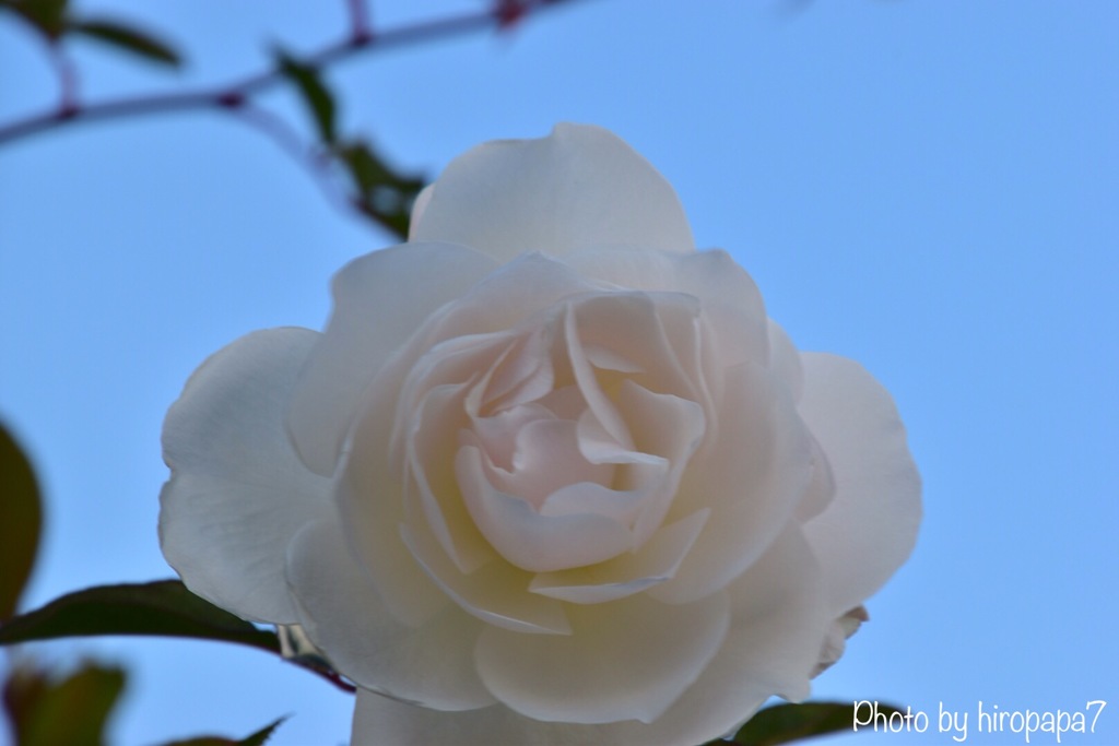 White roses