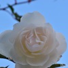 White roses