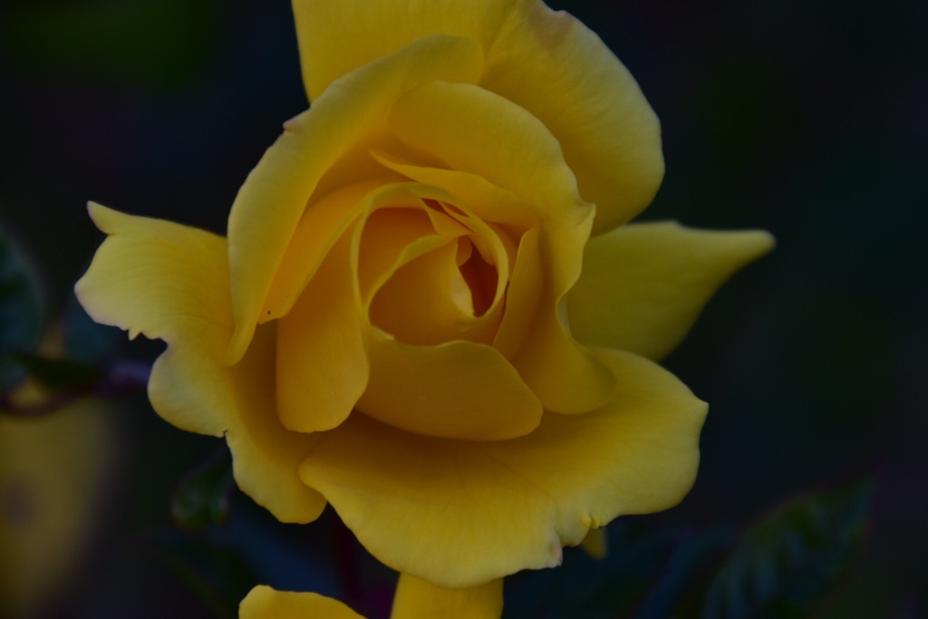 Rose②