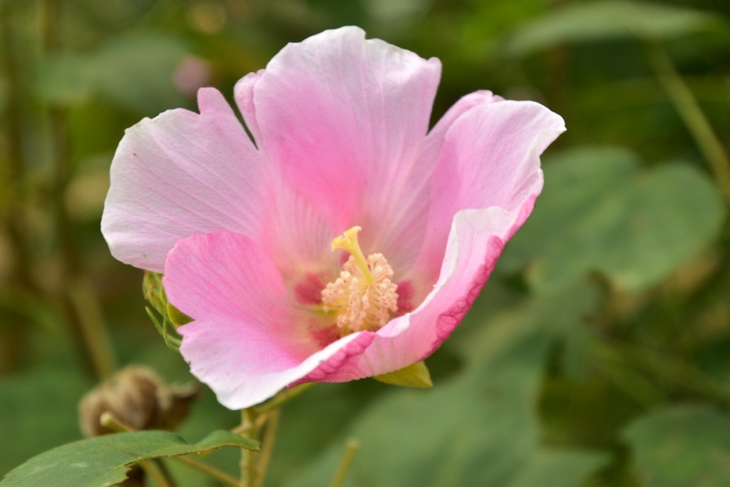 華やかに