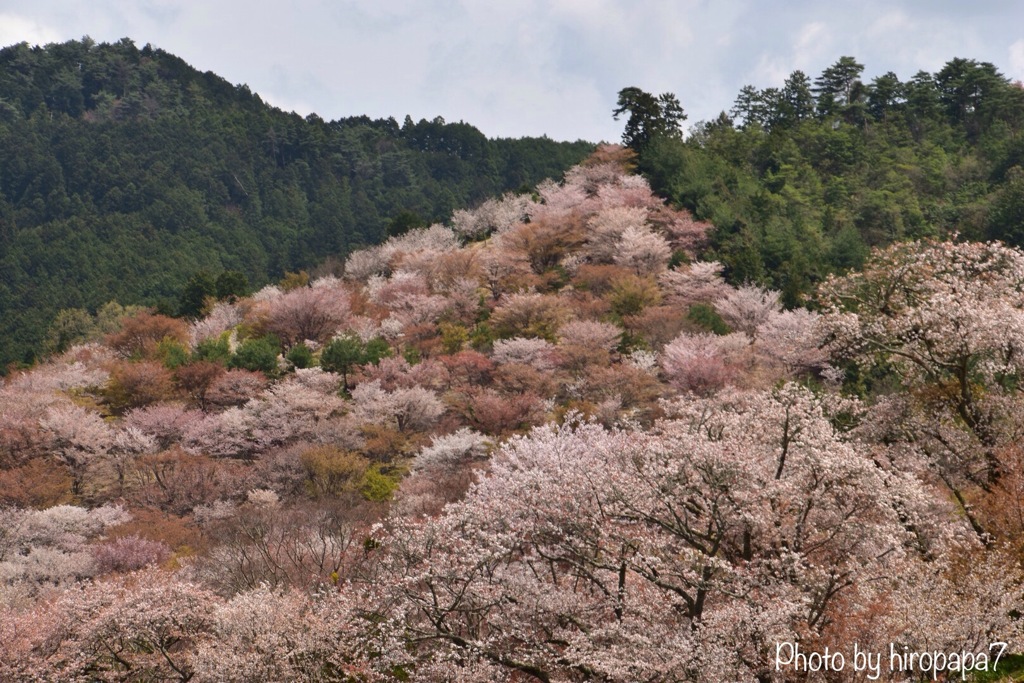 山一面桜咲く
