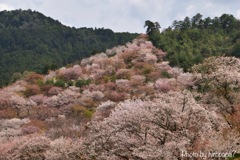 山一面桜咲く