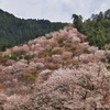 山一面桜咲く