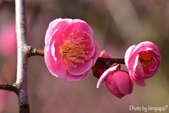 梅の花