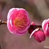 梅の花