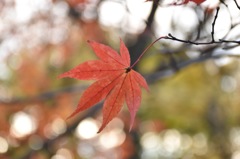 神戸森林植物園