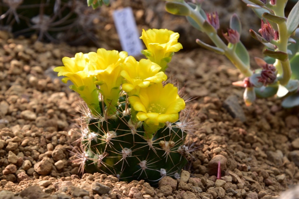 サボテンの花③