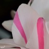 Pink Line