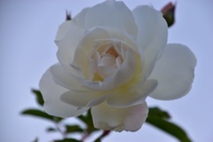 Rose①