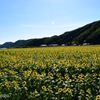 ひまわり畑