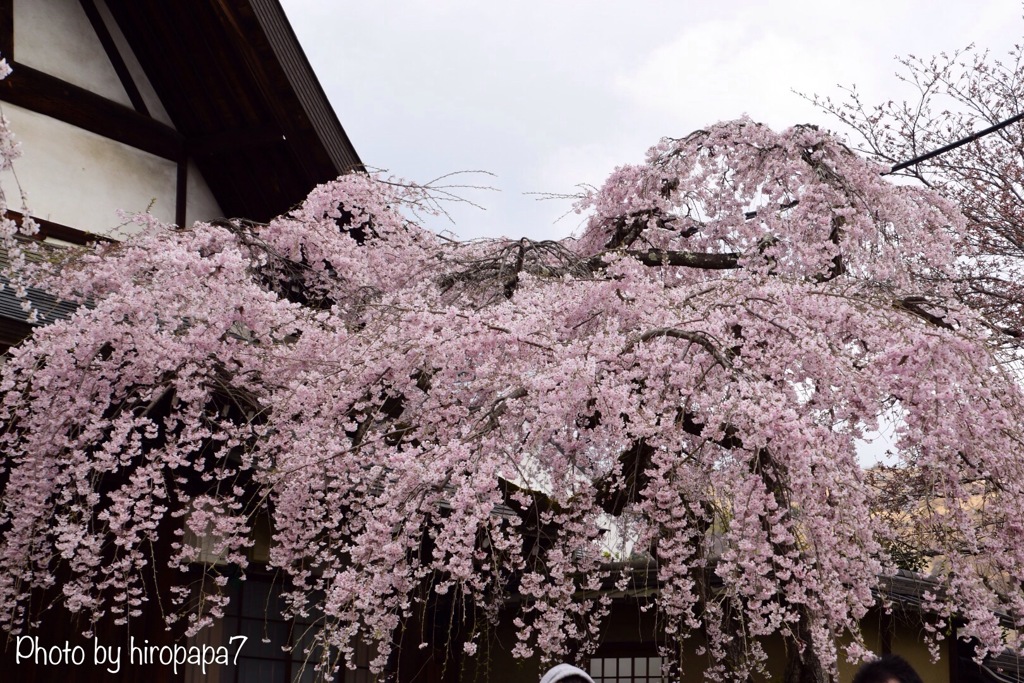 枝垂れ桜