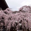 枝垂れ桜