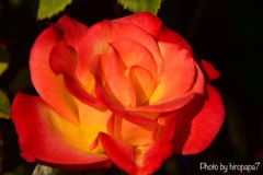 Beautiful Rose③