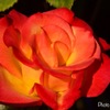 Beautiful Rose③