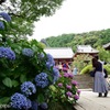 アジサイ寺