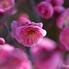 春の兆し