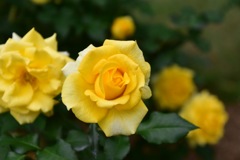 Beautiful roses No5
