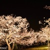 夜桜