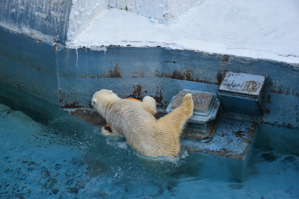 ホッキョクグマのイチャン No2