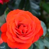 Beautiful Rose②