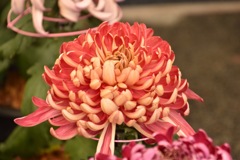 chrysanthemum