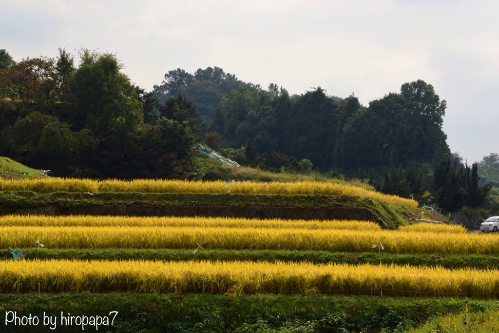 棚田の稲穂