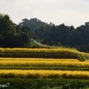 棚田の稲穂