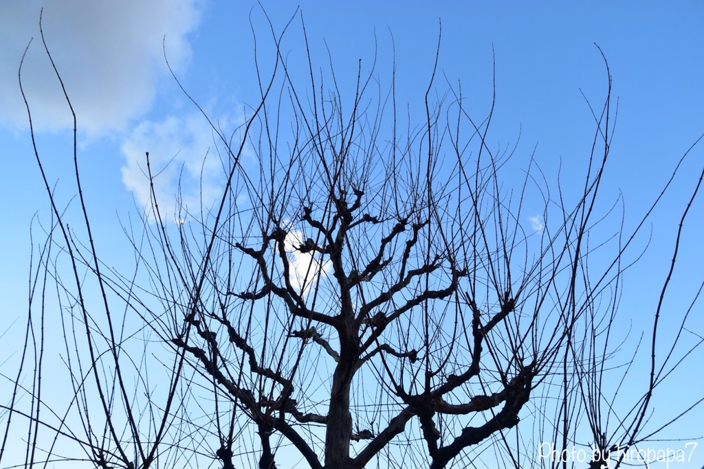 Trees and sky