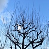 Trees and sky