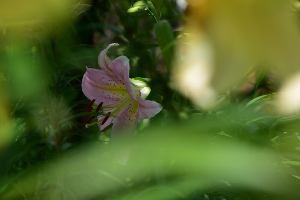 ひっそりと花開く